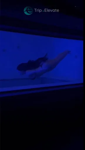 Experiência vídeo